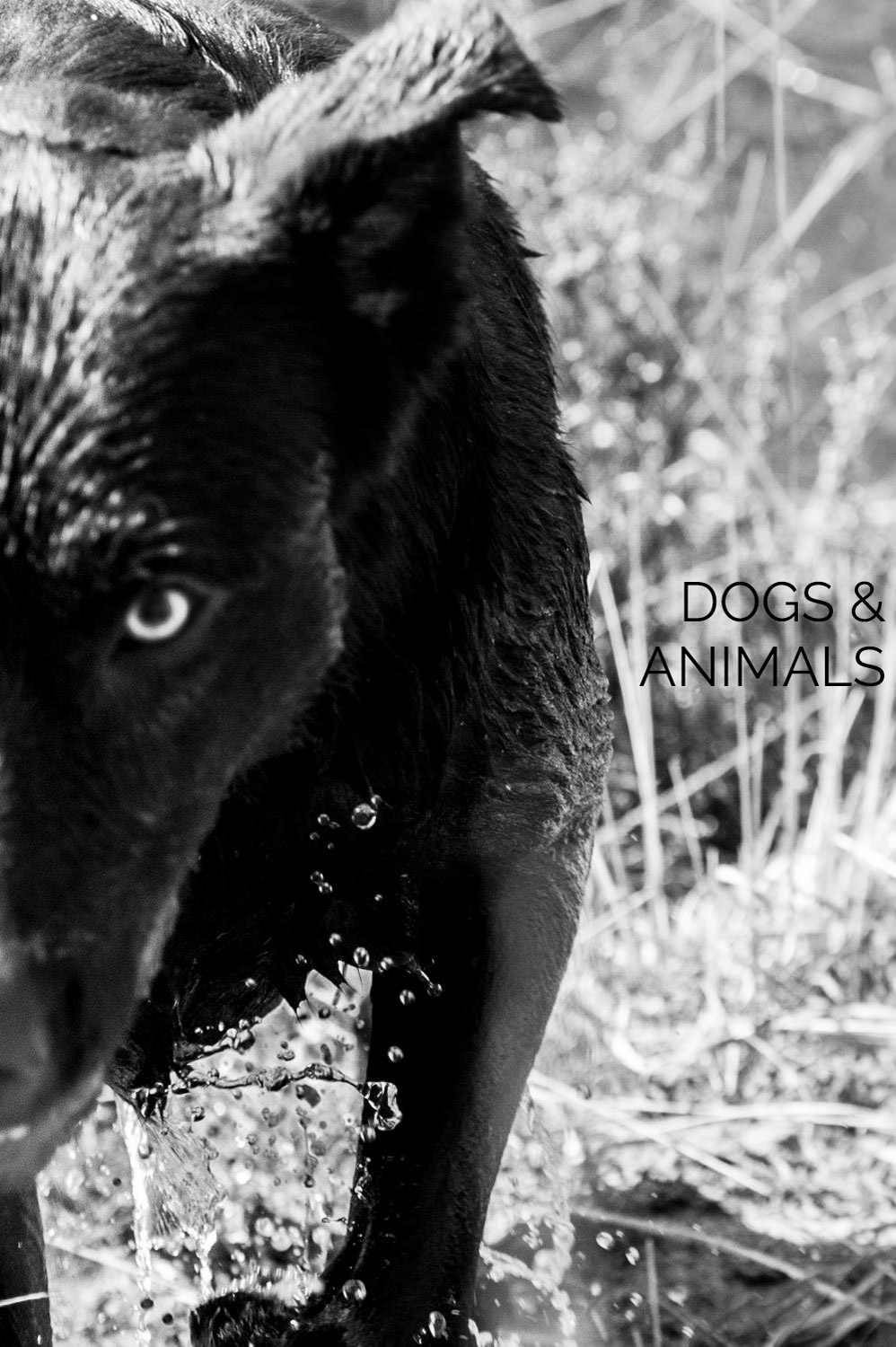 Dog and Animal Photography