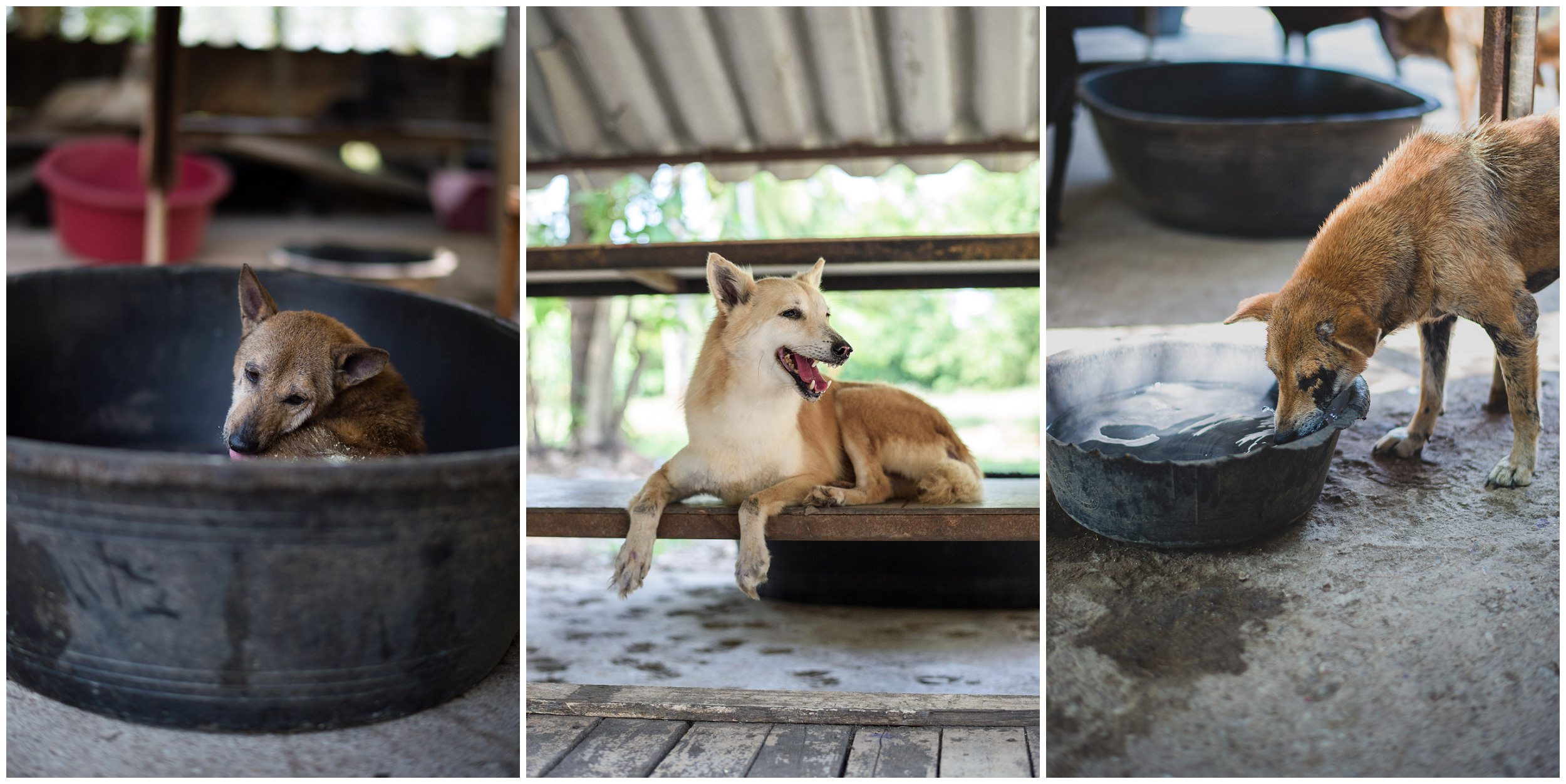 headrock, dogs, rescue, shelter, bang saphan, thailand, straathonden, opvangcentrum