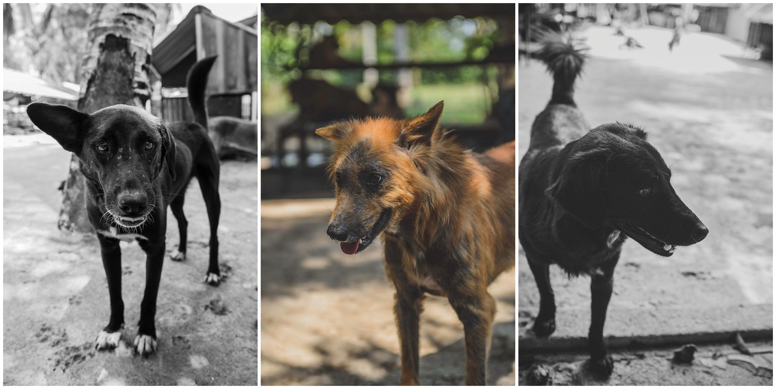 headrock, dogs, rescue, shelter, bang saphan, thailand, straathonden, opvangcentrum