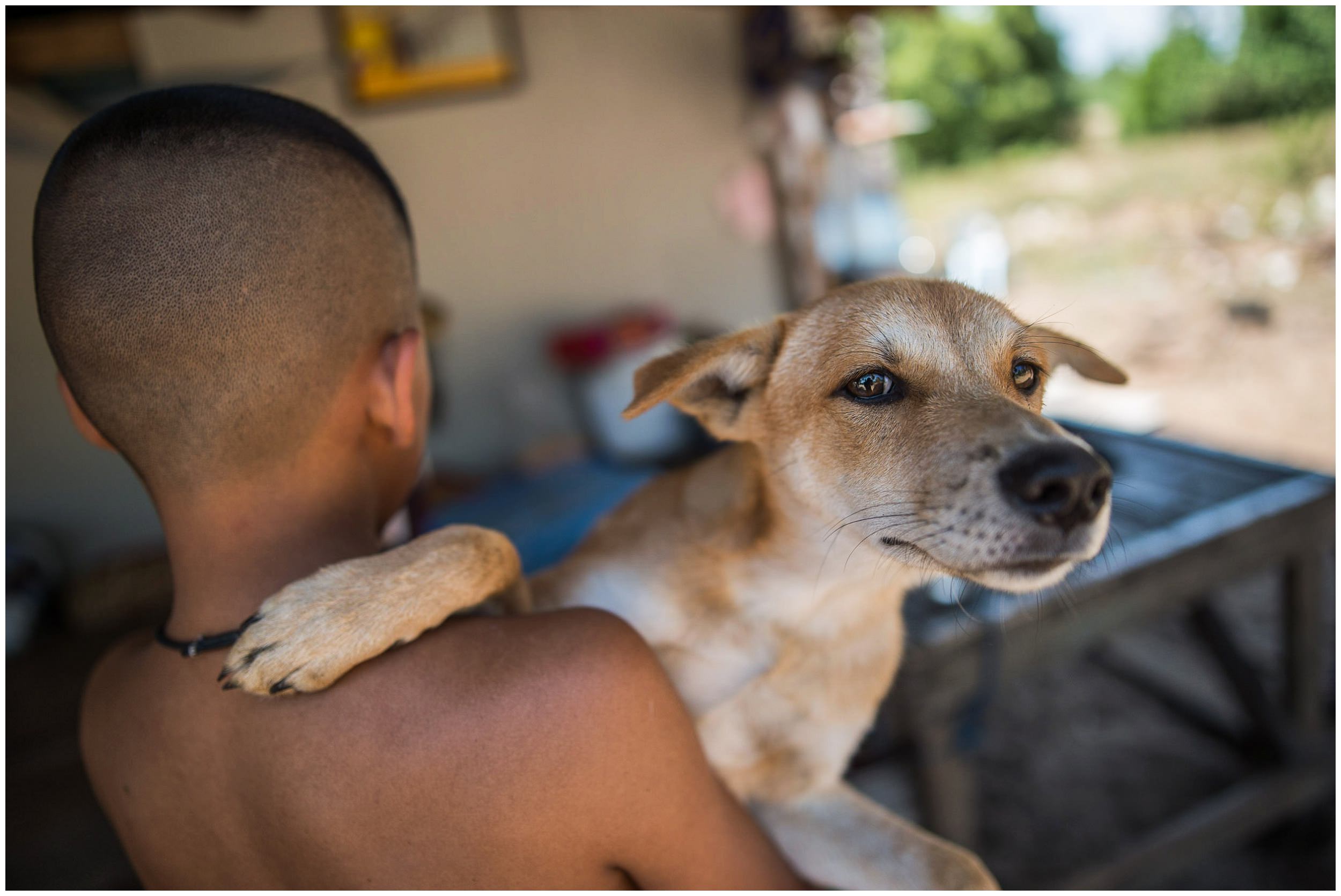headrock, dogs, shelter, rescue, old, coulple, project, honden, bang saphan, thailand
